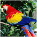 Loro Parque in Tenerife