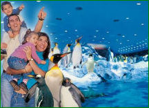 Penguins at the Park
