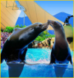 Loro Parque in Tenerife