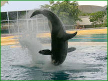 Orca whales