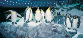 Penguins