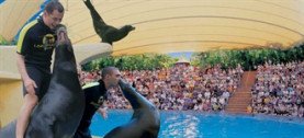 Great shows