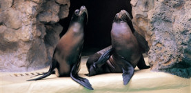 Sea Lions
