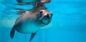 Sea Lions