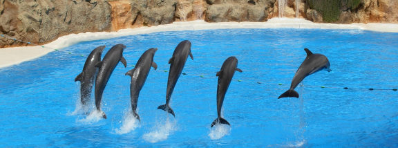 Dolphin Show