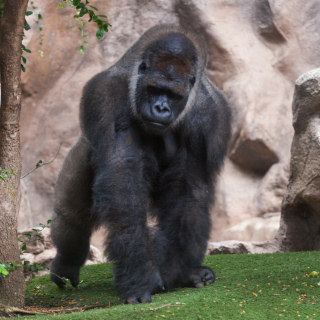 Loro