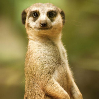 Loro