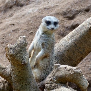 Loro